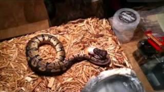 OMG Snake eats mouse backwards?