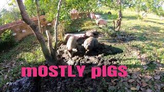 Mostly Pigs - Nipe Adventure - EP 93