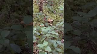 Cogi and Matsu on a #wildmushroom hunt for #chantrelles. Epic haul