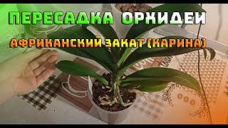 ОРХИДЕИ 94  ПЕРЕСАДКА ОРХИДЕИ КАРИНА ИЛИ  АФРИКАНСКИЙ ЗАКАТ ВТОРОЕ НАЗВАНИЕ 