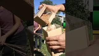 How to Grow Thresh and Mill Your Own Wheat for Bread