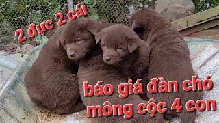 báo giá đàn chó mông cộc 4 con giá chó mông cộc nâu đỏ 2 đực 2 cái