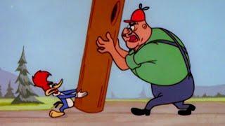 Who Stole Woodys Tree?  Old Woody Woodpecker Marathon  Woody Woodpecker