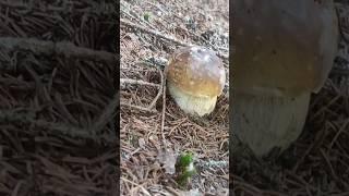 FUNGO PORCINO  #mushroom #porcini #appennino #boletus #funghiporcini #natura