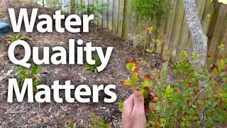 Six Month Food Forest Follow-Up @ Englewood FL  Water Quality Update #foodforest #permaculture