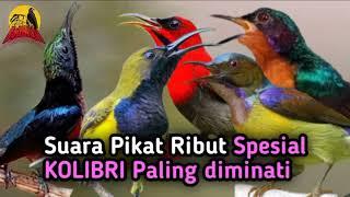 Mp3 Pikat Ribut Spesial Kolibri. Sekali Putar Langsung diSerbu Kolibri