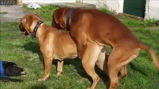 Dog mating  dog mating in session  animal mating