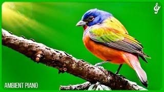 Beautiful Relaxing Music With Bird Sounds  Piano Music Positive Energy For Morning Study and Work