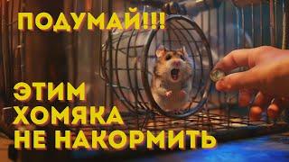 Безумие в Hamster Kombat. Wylsacom и Varlamov снимают обзоры. Считаем капитализацию хомяка.