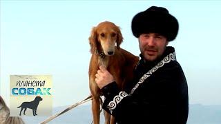 Тазы Казахские борзые. Планета собак  Моя Планета