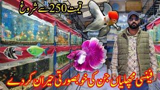 Imported Fish And Aquarium Prices  Goldfish  Guppy  Koi  Tetra  Betta Fish  Pets Market Rwp