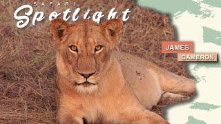 Adventure with the Nkuhuma pride - Safari Spotlight #37