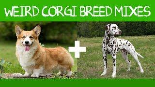 Top 16 Gorgeous Corgi Mixes That You Didnt Know Possible