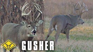 GUSHER  8.5yr Old Buck at 20 yards Graphic Warning