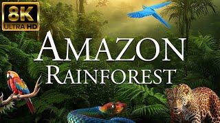 Amazon Rainforest 8K ULTRA HD  Wildlife of Amazon Jungle  Forest Animals