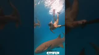 Swimming with orange Sharks