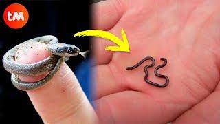 The SMALLEST SNAKES In The World ️