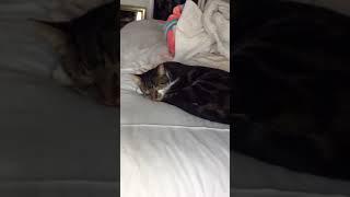 Cute kitty sleeping