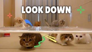 Funny Cat Crawl Challenge