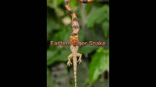Top 10 Most Deadliest Snakes In The World#shorts #video #youtube