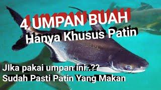 UMPAN ALAMI IKAN PATIN  UMPAN JITU IKAN PATIN LIAR