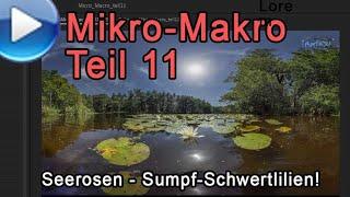 Micro Macro Teil11 Seerosen und Sumpf-Schwertlilien
