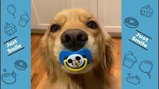 Funniest Dogs and Cats Compilation - Try Not to Laugh - Best Cute Pet Animals