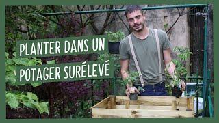 Mes conseils pour planter dans un potager surélevé comment faire ?