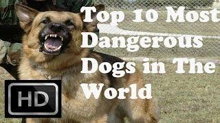 Top 10 - Most Dangerous Dogs in The World