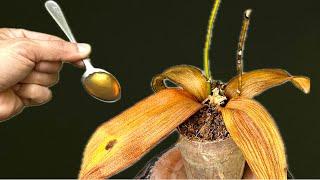 Few people think that it makes orchids instantly revive in this magical way