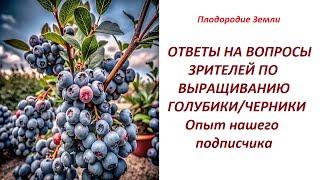 Как вырастить ГОЛУБИКУ с минимальными вложениями. Огромный урожай с применением барматухи №5724