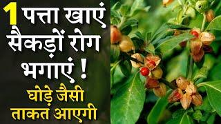 1 पत्ता खाएं सैकड़ों रोग भगाएं   घोड़े जैसी ताकत आएगी  The only cure for all diseases plant