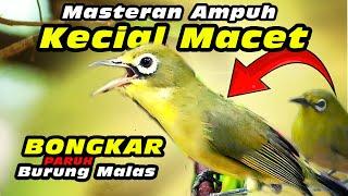 Masteran Kecial Macet  #kecialkuninggacor #kecialkuning #kecialkombok