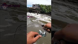 Casting di depan tambak buang air Tackle UL saya di siksa KAKAP BESAR #shorts