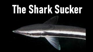 The Sharksucker The Fish That Sucks The Most