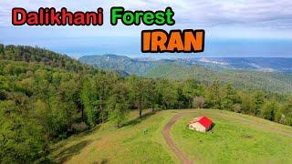 Dalikhani Forest  Mazandaran