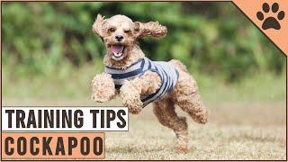 How To Train A Cockapoo