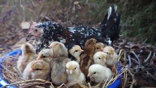 Brooding Hen Hatching chicks outside My home  Natural  Egg Hatching