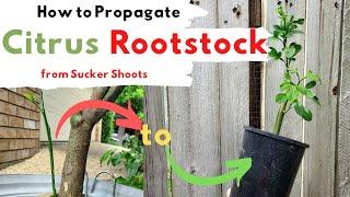 How to Grow Citrus Rootstock From Cuttings WaterSucker Shoots