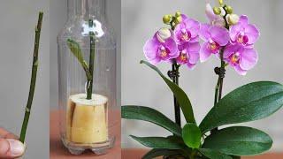 Tips For Cutting Orchids With Bananas And Unexpected Results