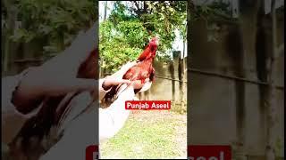 Aseel lovers #rooster #youtubeshorts #shortvideo #aseelcheetahmurga #aseel #trendingshorts