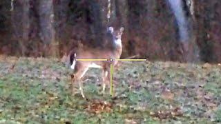 6.5 Creedmoor Drops Deer Instantly  #hunting #shorts