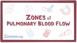 Zones of pulmonary blood flow