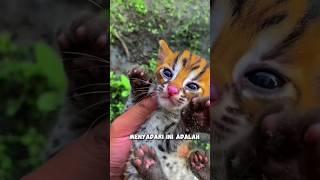 Pria ini tidak sengaja bertemu kucing unik ditengah hutan️