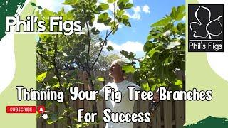 Thinning The Branches Of Your Fig Trees This Spring & Early Summer  Great Pruning Strategy.