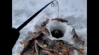 ТА САМАЯ ЛУНКА.....РУКИ ЗАДРОЖАЛИ ОТ РАДОСТИ Рыбалка первый лед 2023-2024.Окунь на балансир.
