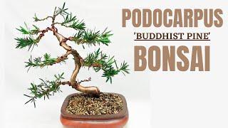 Buddhist Pine Podocarpus Macrophyllus Bonsai from Hardware-Store Bonsai to Fairy Tree