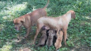 Olympicdogs Rojo x  Sally. Discount Bargain pups 7 best offers take em away NO MINIMUM  