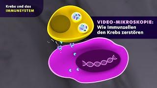 Tutorial Krebs und das Immunsystem Wie Immunzellen den Krebs zerstören