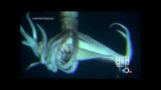 Giant Squid Architeuthis footage January 27 2013